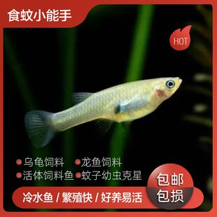 超长食蚊鱼冷水观赏鱼热带淡水工具鱼繁殖乌龟灭蚊幼虫活体饲料