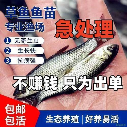 优质大草鱼苗皖鱼苗中科鲫鲤鱼苗螺丝青花鲢鱼活体淡水养殖包活
