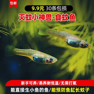 原生冷水鱼食蚊鱼大肚鱼观赏鱼喂乌龟料淡水小鱼敏殖耐寒冷水鱼