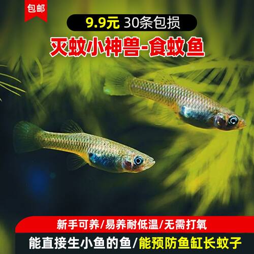 原生冷水鱼食蚊鱼大肚鱼观赏鱼喂乌龟料淡水小鱼敏殖耐寒冷水鱼