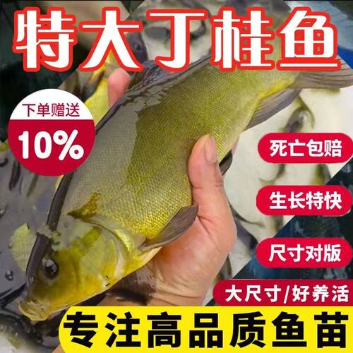 丁桂鱼苗大苗须鱼岁鱼医生贵州本地淡水养殖好养耐活丁穗鱼丁贵鱼