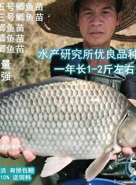 优质鲫鱼苗中科五号工程