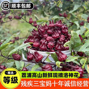 25年广西桂林新鲜现摘洛神花 洛神葵鲜果红桃K玫瑰茄食用花茶泡茶