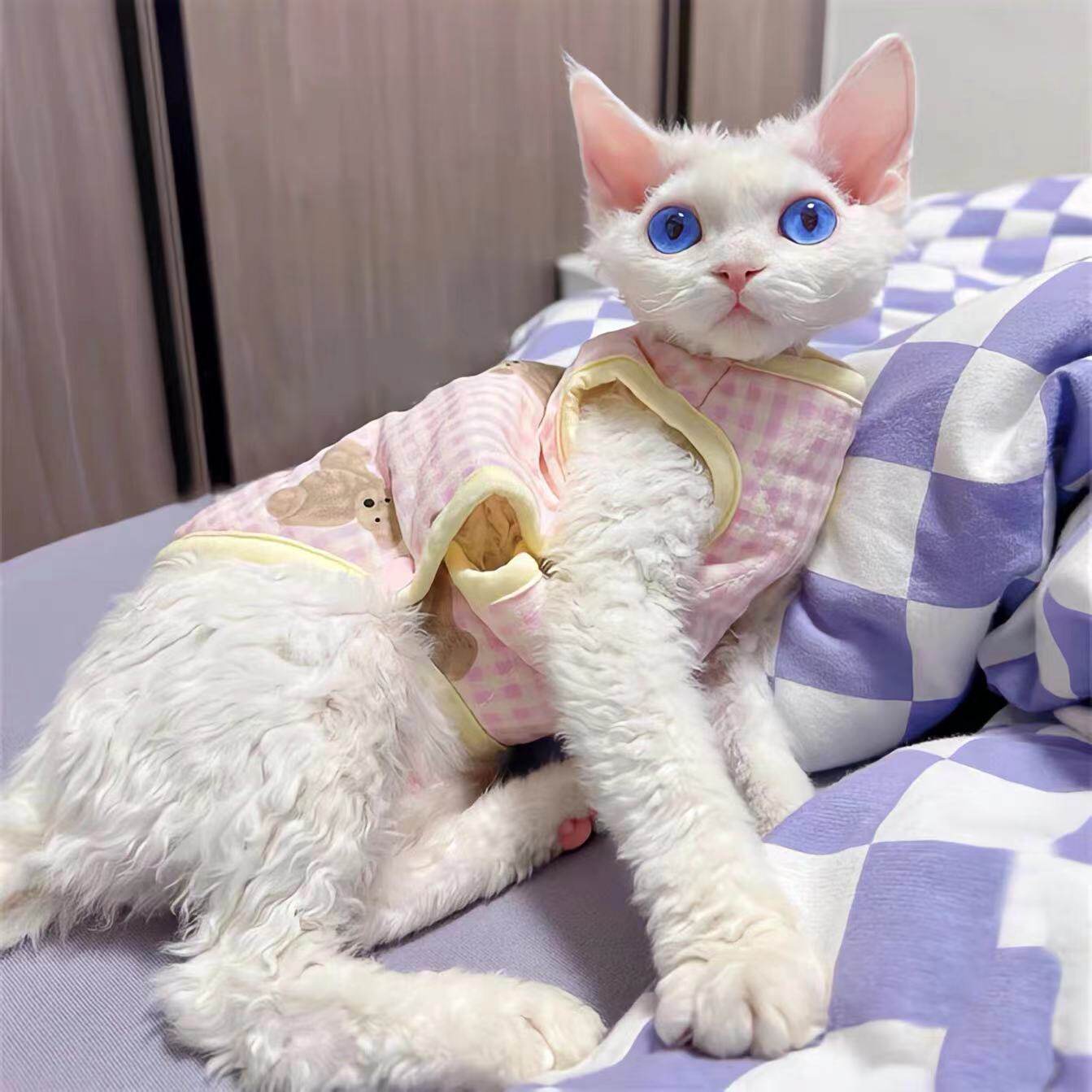 德文卷毛猫幼猫纯种赛级蓝眼小奶猫帝王猫家养不掉毛宠物猫咪活体