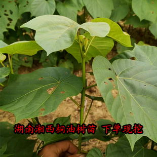 湘西油桐树苗三年桐植物桐油树种苗桐子树种植苗园艺绿植现挖