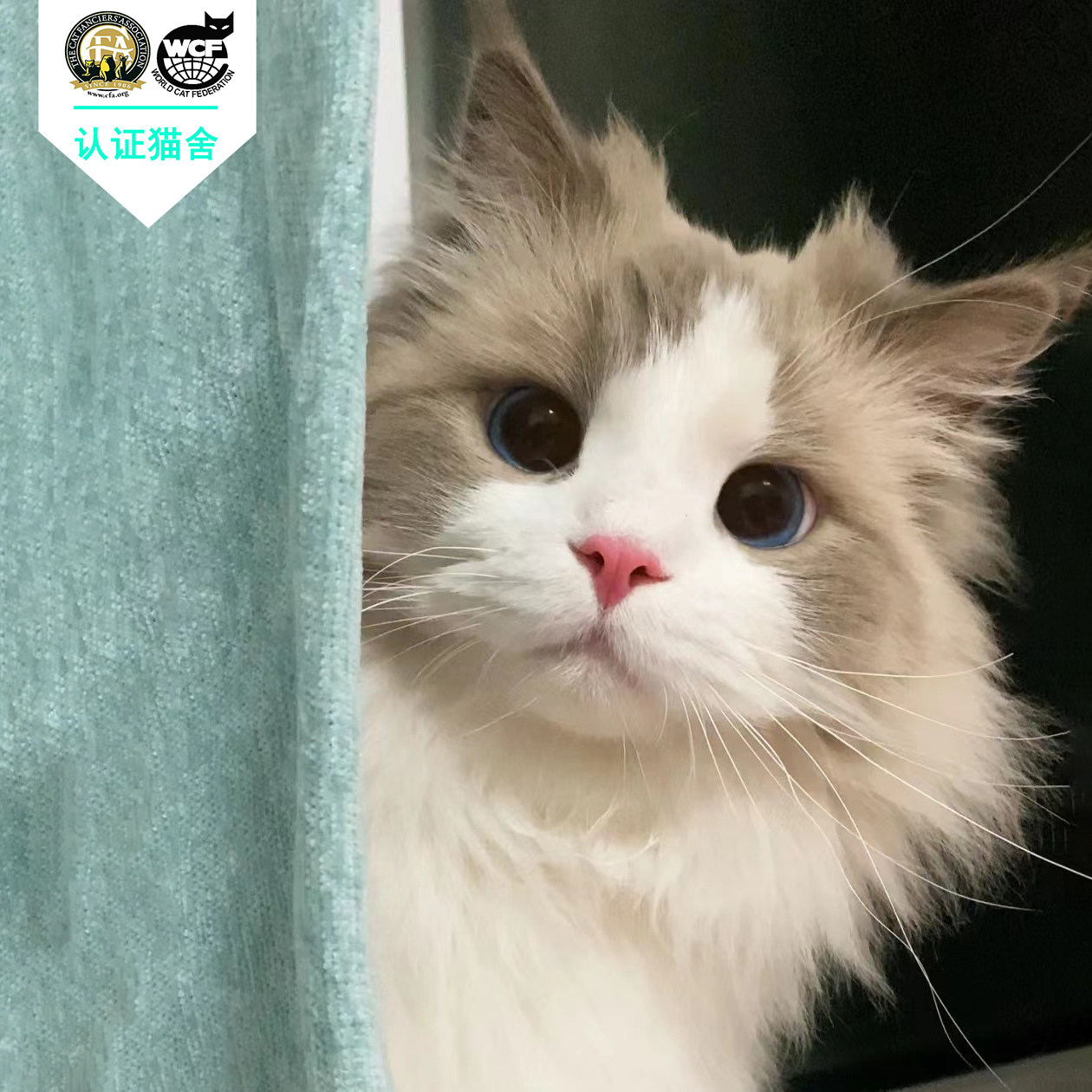 布偶猫幼猫纯种活体猫咪赛级海双蓝色布偶仙女猫家养宠物猫长毛猫