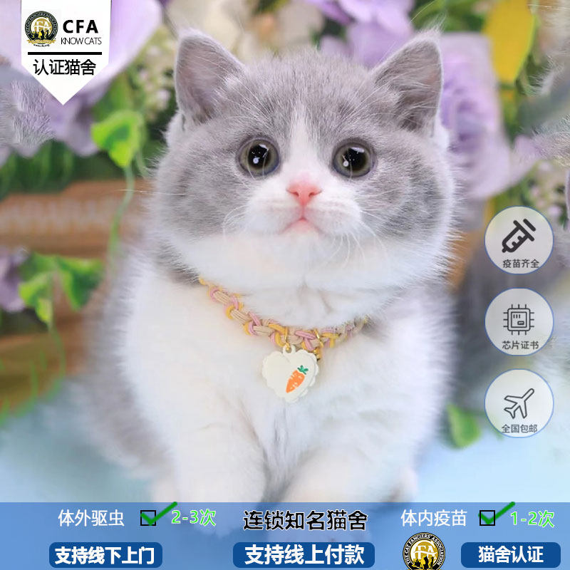 矮脚猫幼猫活体纯种短腿猫活物曼基康宠物猫幼崽曼康基矮脚猫猫舍