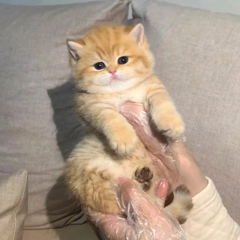 英短金渐层矮脚猫幼猫纯种蓝金ny12色猫咪幼崽 专业活体养殖 基地