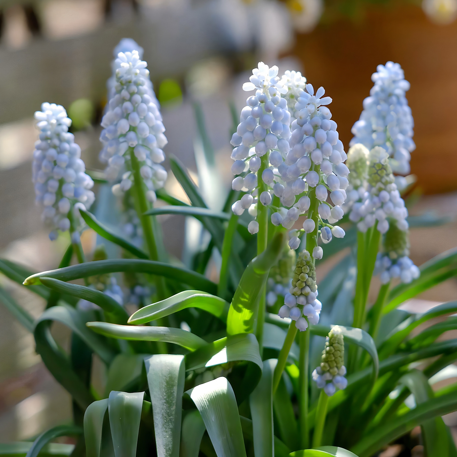 葡萄风信子5颗种球白色多年生阳台种子耐寒冬季盆栽新手花卉开花