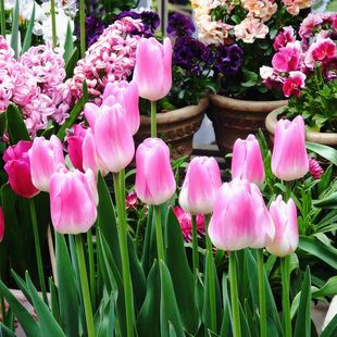 郁金香进口大种球耐寒盆地栽四季 土水培种子阳台开花秋冬办公室养