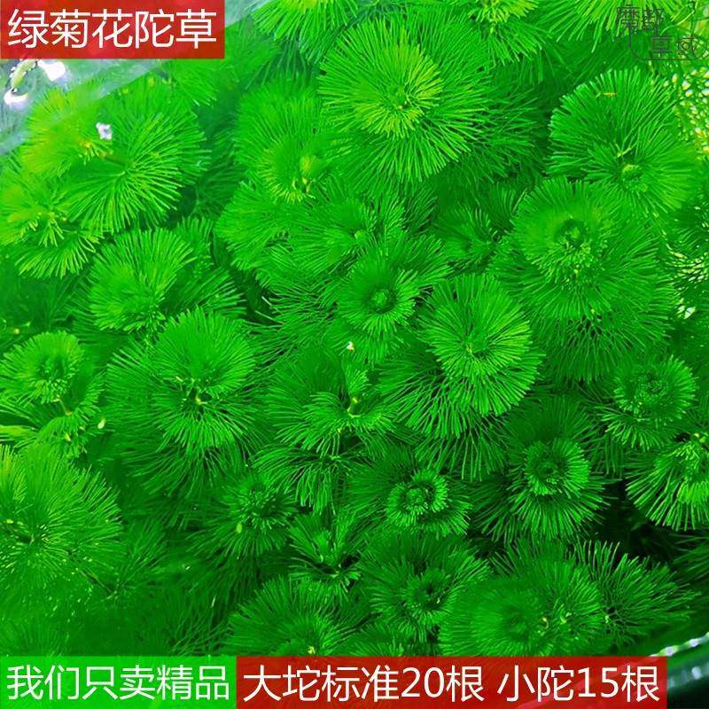 绿菊花无需底砂入门懒人新手阴性鱼缸淡活体陀水草族植物造景装饰