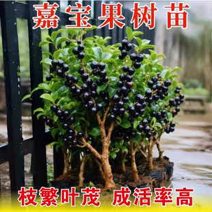 嘉宝果树果苗四季 嫁接苗树葡萄沙巴艾斯卡带果发阳台庭院种植盆栽