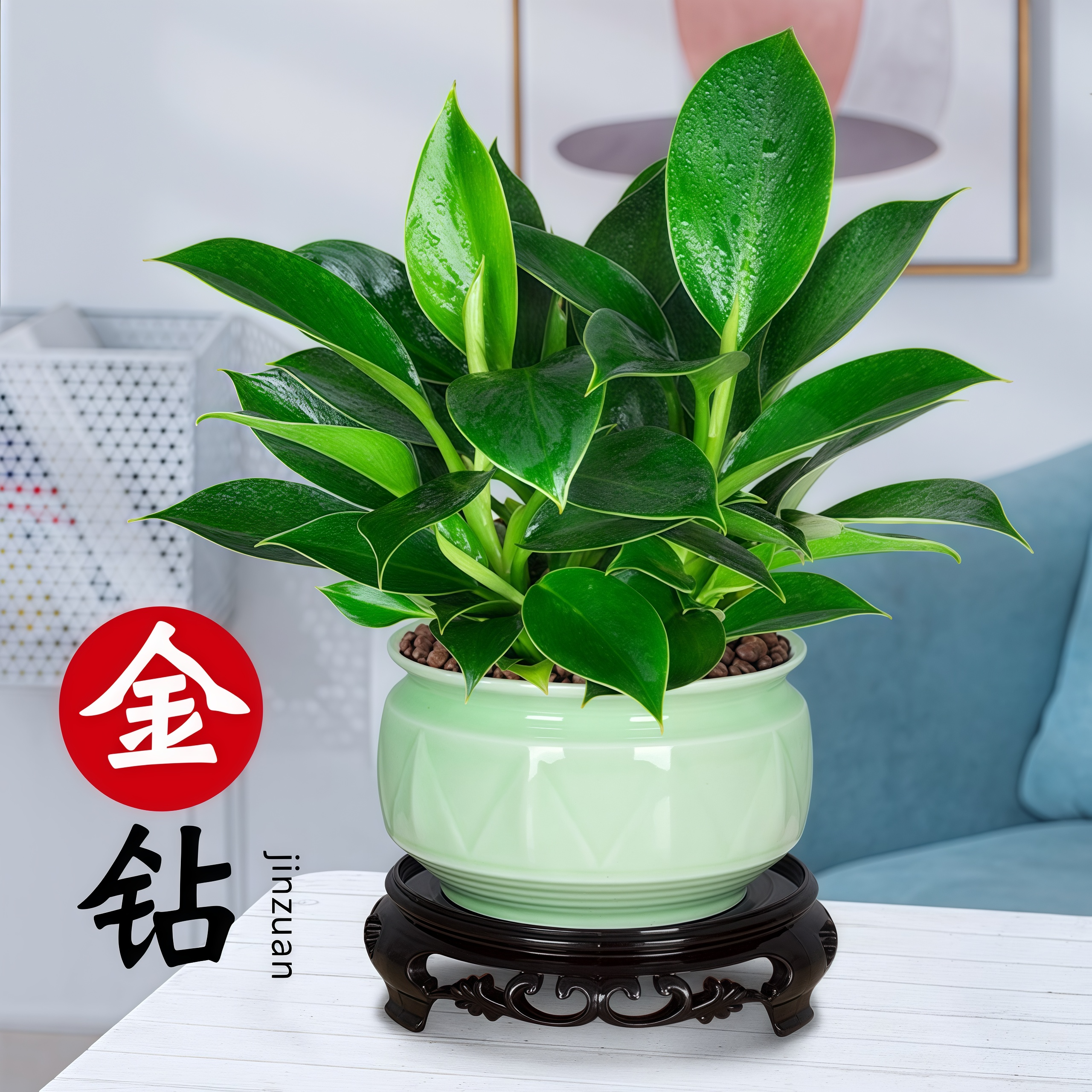 金钻绿公主盆栽大叶植物办公室内客厅桌面新房净化空气花卉绿植 - 实物图