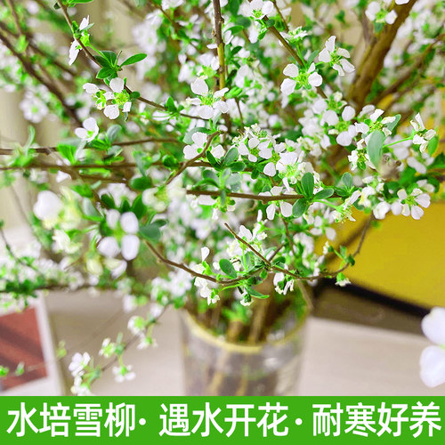 干枝雪柳质量怎么样 干枝雪柳口碑怎么样 小麦优选