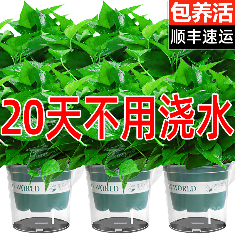绿萝盆栽室内植物绿箩花卉吊兰长藤家用水培绿植净化空气