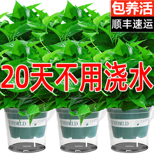 绿萝盆栽室内植物绿箩花卉吊兰大叶长藤新房家用水培绿植净化空气
