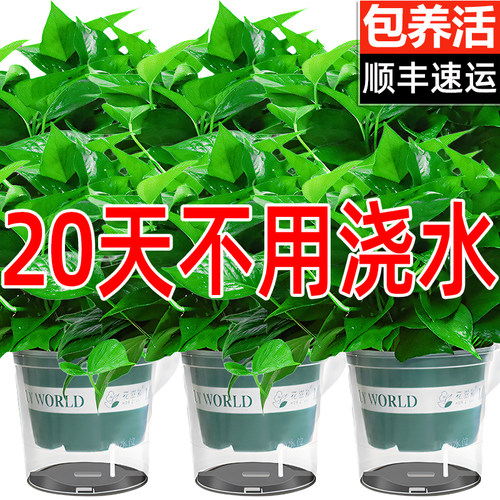 绿萝室内自动补肥吸水