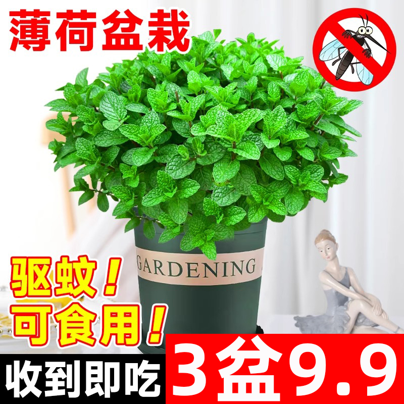 3盆9.9元抢薄荷盆栽植物