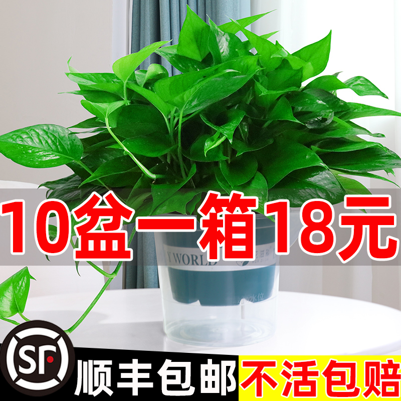 自动补肥吸水绿萝盆栽室内植物花卉长藤大叶绿箩水培绿植新房绿罗