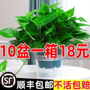 自动补肥吸水绿萝盆栽室内植物花卉长藤大叶绿箩水培绿植新房绿罗