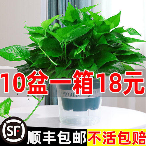 自动补肥吸水绿萝，20天不用浇水