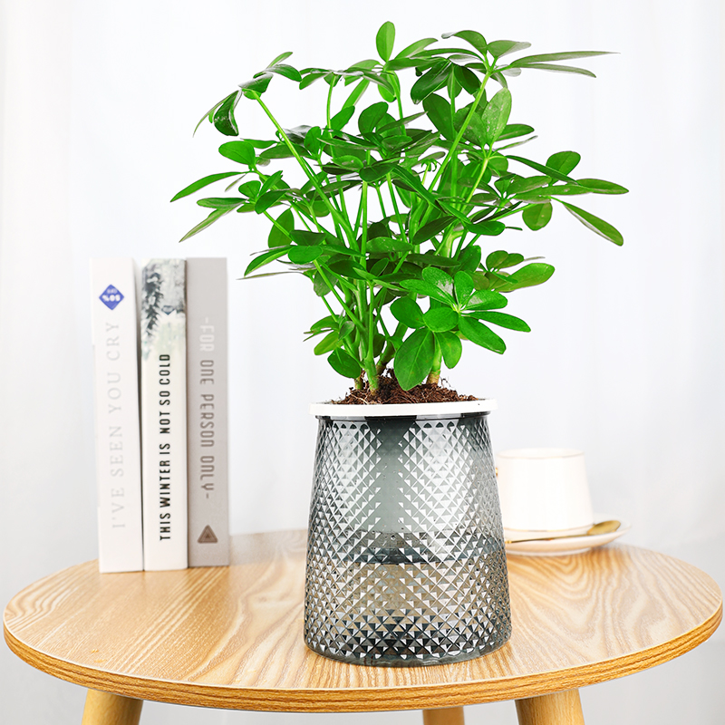 八方来财七叶莲小盆栽清香鸭脚木