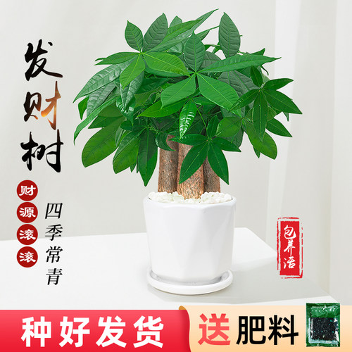 陶瓷盆发财树桌面小盆栽