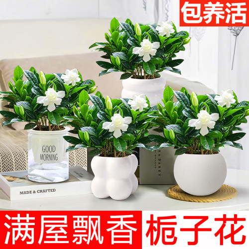 满屋飘香浓香型栀子花盆栽