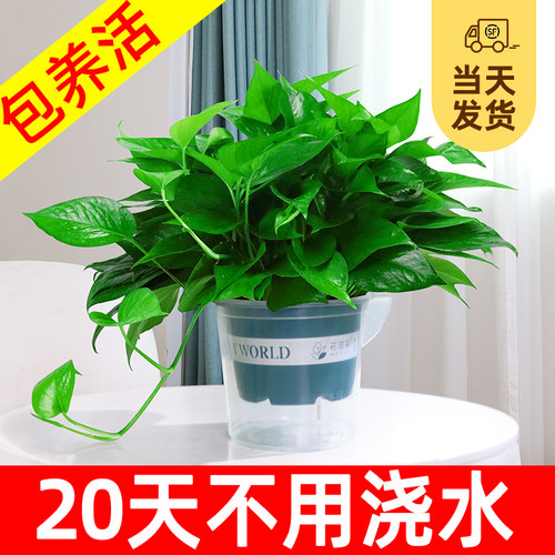 绿萝自动补肥吸水绿萝盆栽室内植
