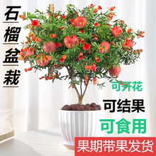 石榴树花苗室内盆栽带果发货可食用植物室内花卉绿植年宵花好养