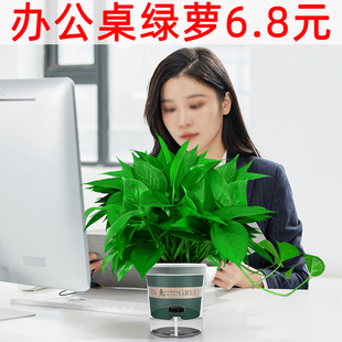绿萝盆栽室内植物办公室绿箩长藤垂吊大叶绿罗水培花卉桌面绿植