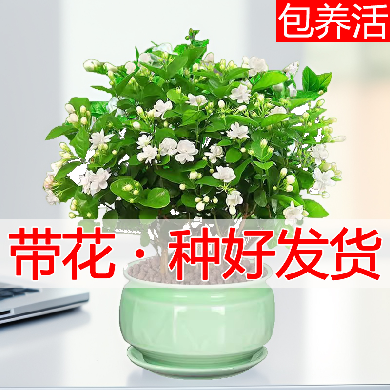 茉莉花盆栽浓香型重瓣花卉庭院阳台植物室内绿植九里香净化空气