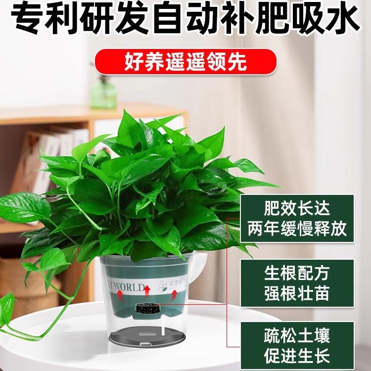 自动补肥吸水绿萝盆栽