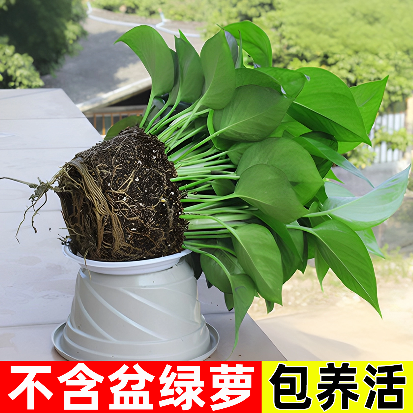 不含盆带土绿萝净化空气