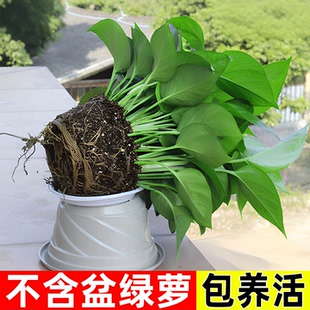 绿萝不含盆带土不带无盆栽净化空气水培绿植花卉水养绿箩苗植物