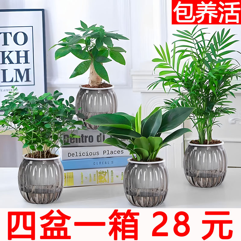 【绿植四件套】盆栽植物办公室内水培花卉发财树金钻九里香富贵竹