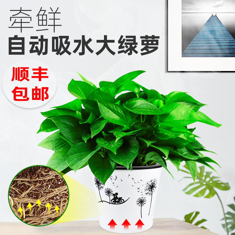 自动吸水吸除大叶绿箩绿萝盆栽