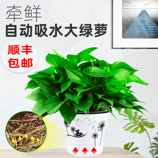 自动吸水大绿萝盆栽室内净化空气长藤大叶绿箩植物水培绿植绿罗