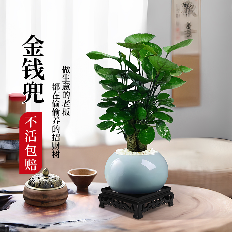 钱多多金钱兜植物室内盆栽福禄桐老桩盆景办公室桌面招财树绿植