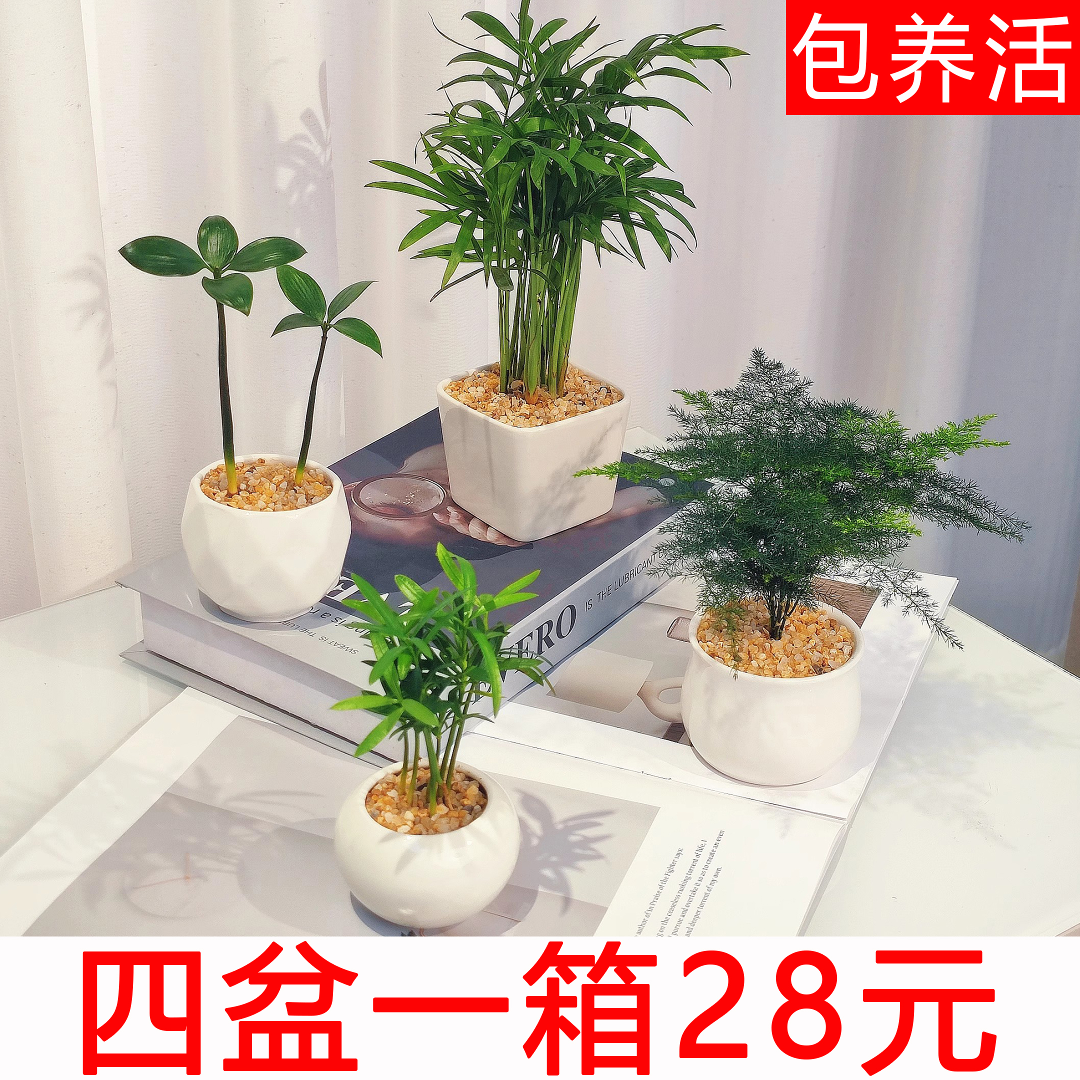 【驱蚊四件套】椰子竹柏文竹罗汉松植物室内懒人绿植桌面盆栽好养