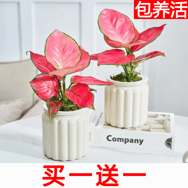 【买一送一】吉利红水培如意皇后绿植办公室内桌面花卉植物盆栽