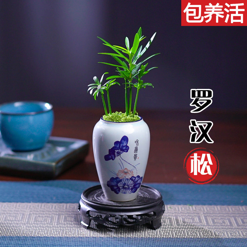 罗汉松盆栽桌面迷你拇指好养植物掌中宝盆景观叶绿植