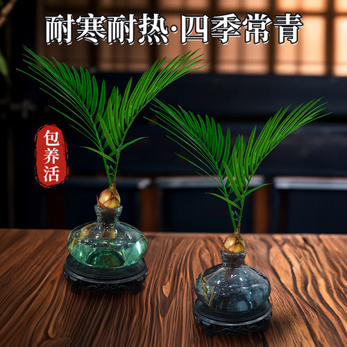 水培植物铁树盆栽室内小盼菩提树中式禅意绿植盆景桌面摆件好养活