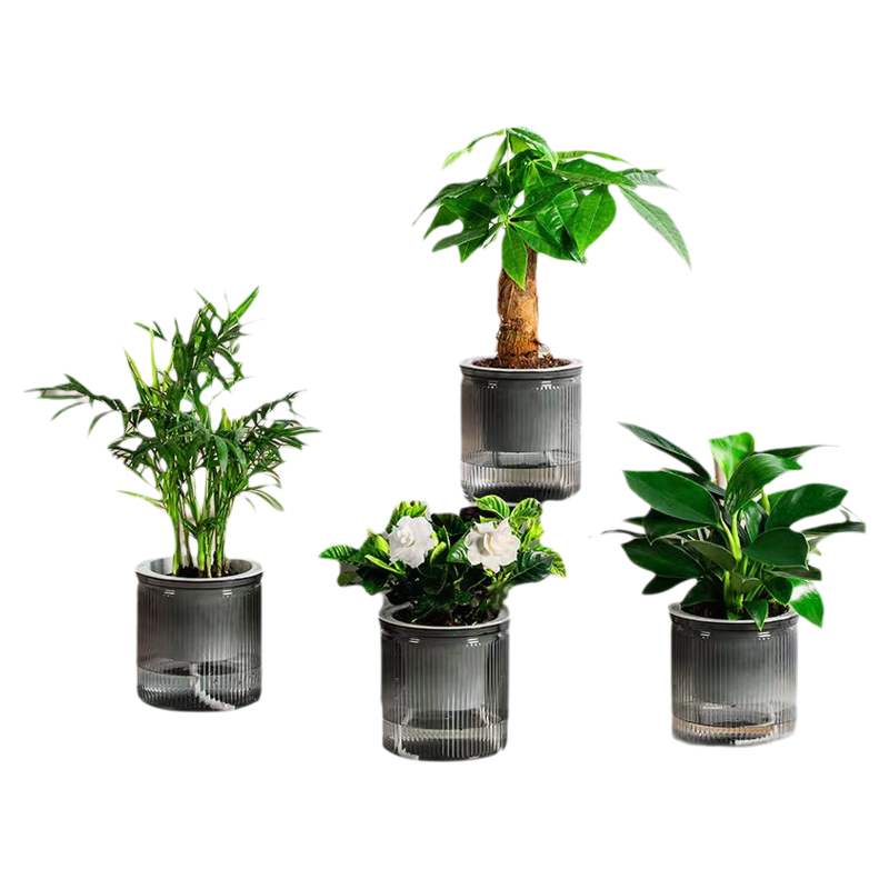 【绿植四件套】盆栽植物办公室内水培花卉发财树金钻九里香富贵竹