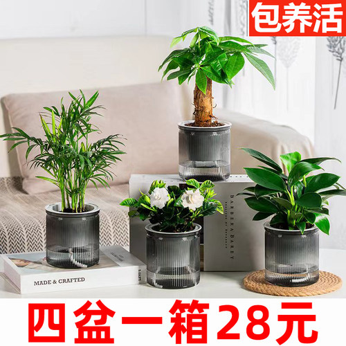 桌面绿植四件套超划算