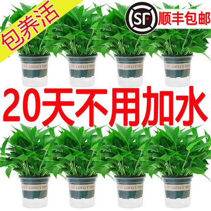 绿萝盆栽室内植物绿箩长藤大叶垂吊新房装修绿植水培花卉绿罗批发