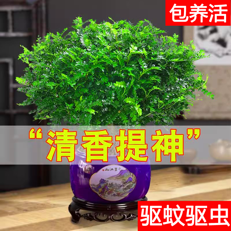 清香驱蚊胡椒木盆栽植物