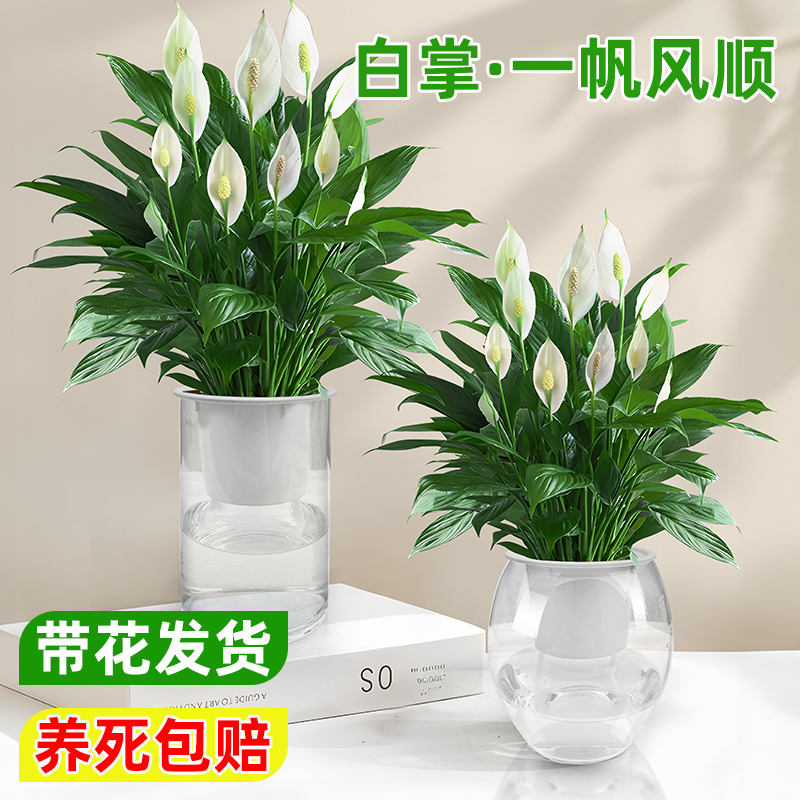 包养活水培白掌一帆风顺
