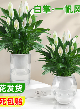 包养活水培白掌一帆风顺