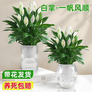 包养活水培白掌一帆风顺